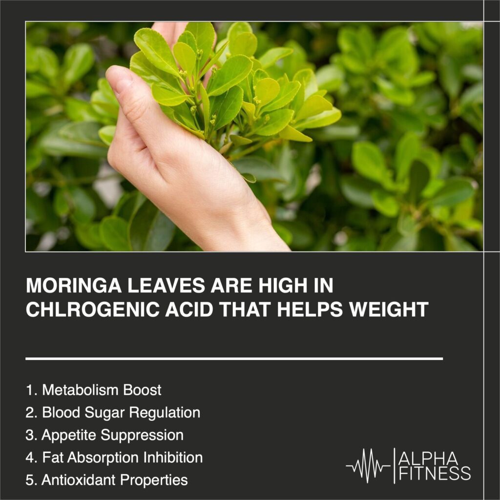 Moringa leaves are high in chlrogenic acid that helps weight loss - AlphaFitness.Health